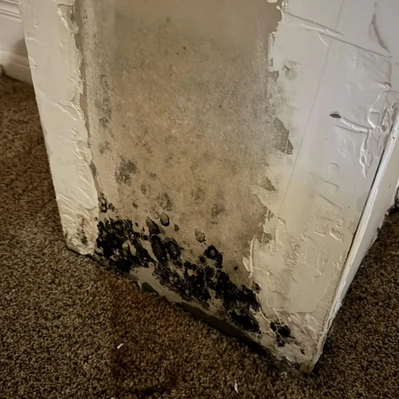 Professional Mold Removal in Linn County, OR
